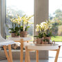 Lausanne orchidee wit